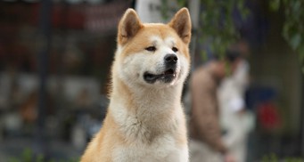 Hachi: Bir Köpeğin Hikayesi Fotoğrafı