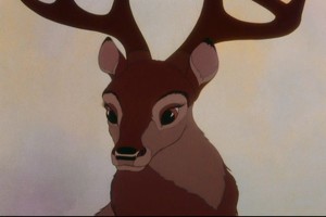 Bambi Fotoğrafları 32