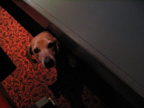 Dogs And More Dogs fotoğrafı Dogs And More Dogs fotoğrafı