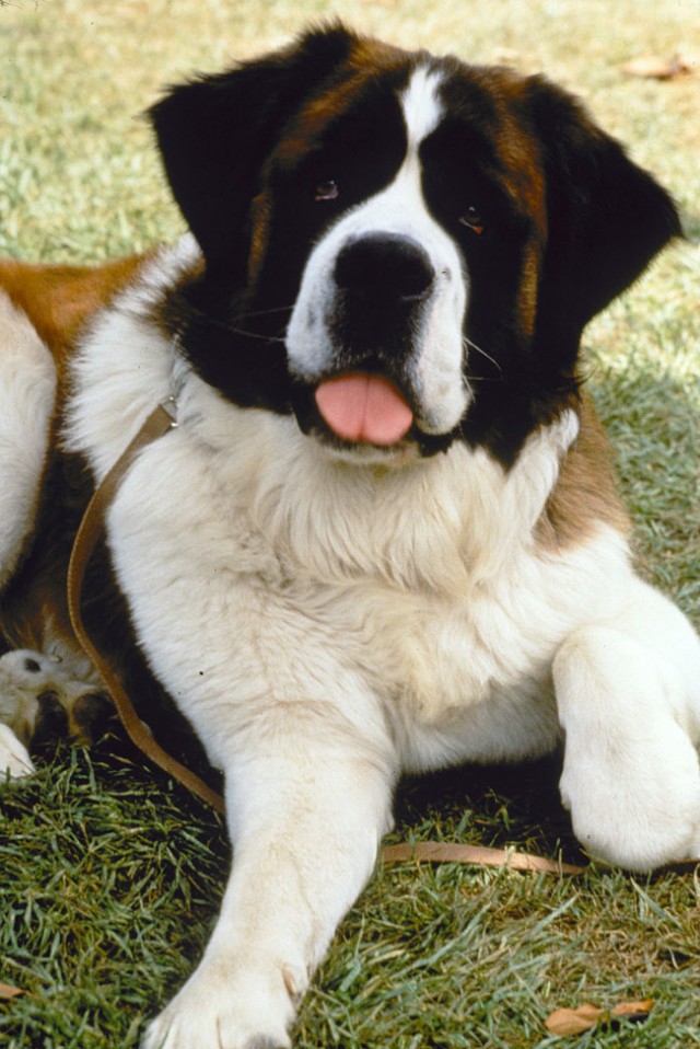 Afacan Köpek Beethoven Fotoğrafı