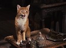 Şirinler Fotoğrafı