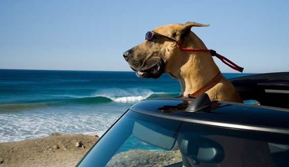 Marmaduke Fotoğrafı