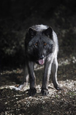 True Blood Fotoğrafı