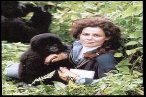 Sisteki Goriller Fotoğrafı