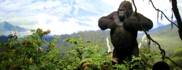 Sisteki Goriller Fotoğrafları 7