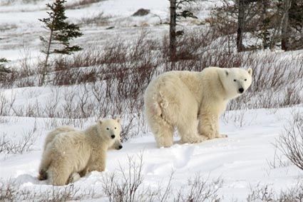 The Great Polar Bear Adventure Fotoğrafları 2