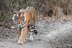 India: Kingdom Of The Tiger Fotoğrafları 2