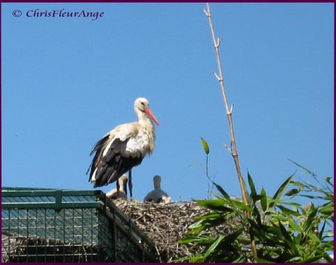 Children of the Stork Fotoğrafları 4