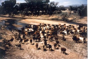 Nehir Fotoğrafı