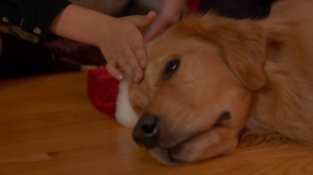 Altın Noel Fotoğrafı