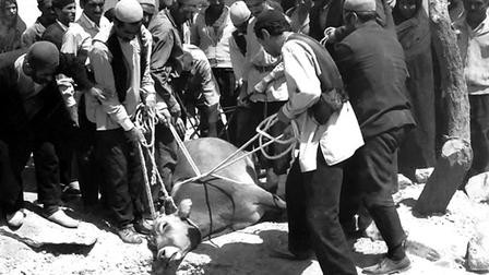 Gāv Fotoğrafı