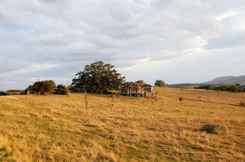Ağaç Fotoğrafı