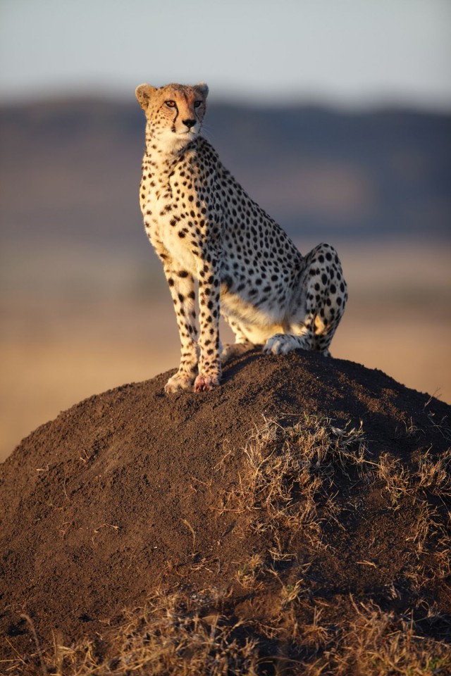 Afrika Kedileri Fotoğrafları 12
