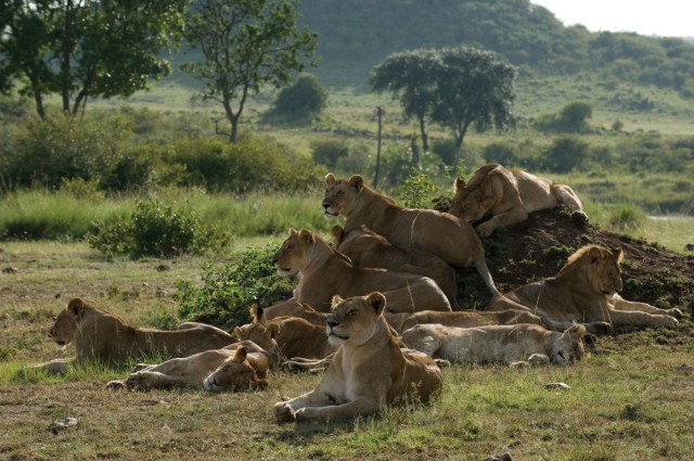Afrika Kedileri Fotoğrafları 4