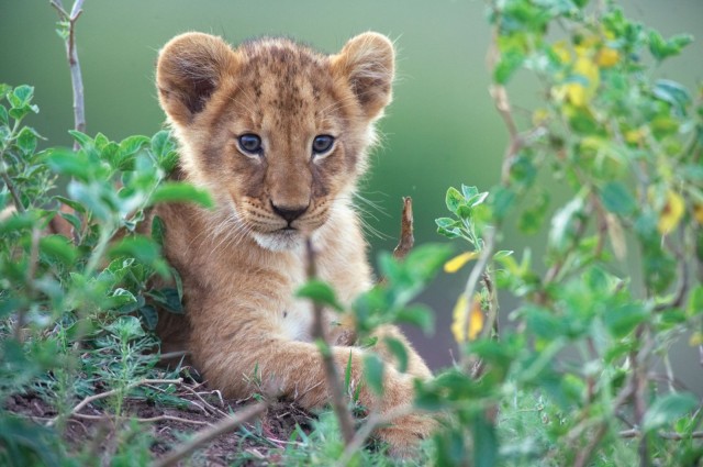 Afrika Kedileri Fotoğrafı