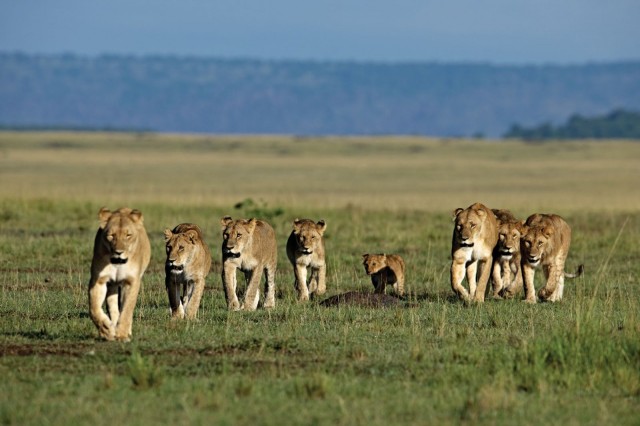 Afrika Kedileri Fotoğrafları 6