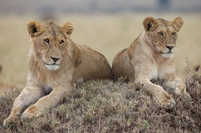 Afrika Kedileri Fotoğrafları 7