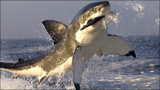 When Sharks Attack! Fotoğrafı