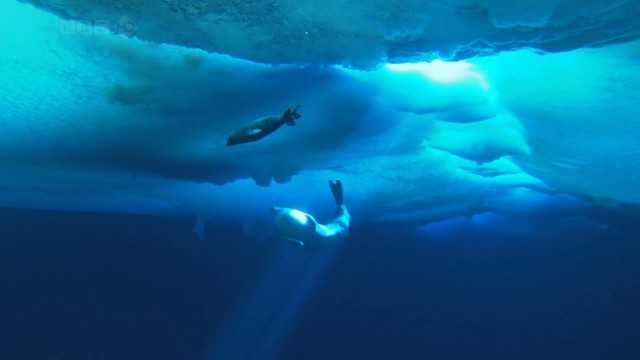 Bbc Hayat - Memeliler Fotoğrafı