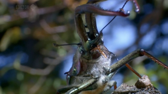 Bbc Hayat - Böcekler Fotoğrafları 1