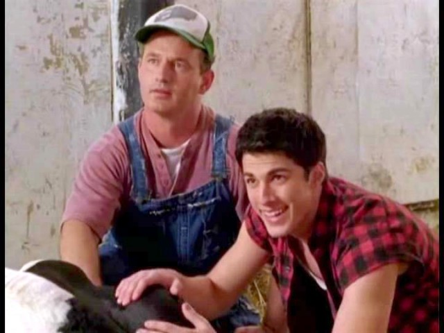 Cow Belles Fotoğrafı